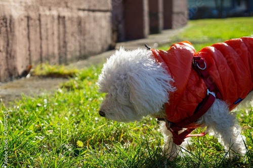 Bichon dog in red jacket during winter. Slovakia photo