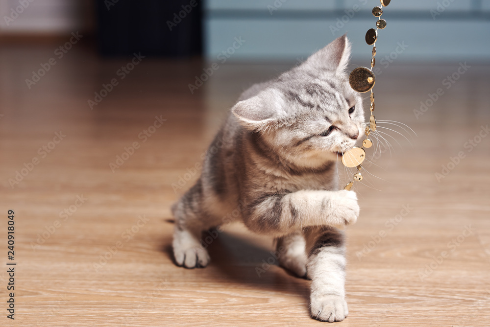 Naklejka premium Kitten hunting on sparkling beads in kitchen. It trying to bite bait. It has funny face.