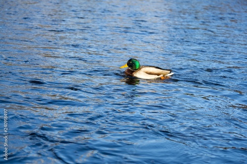Ducks in the river. Slovakia