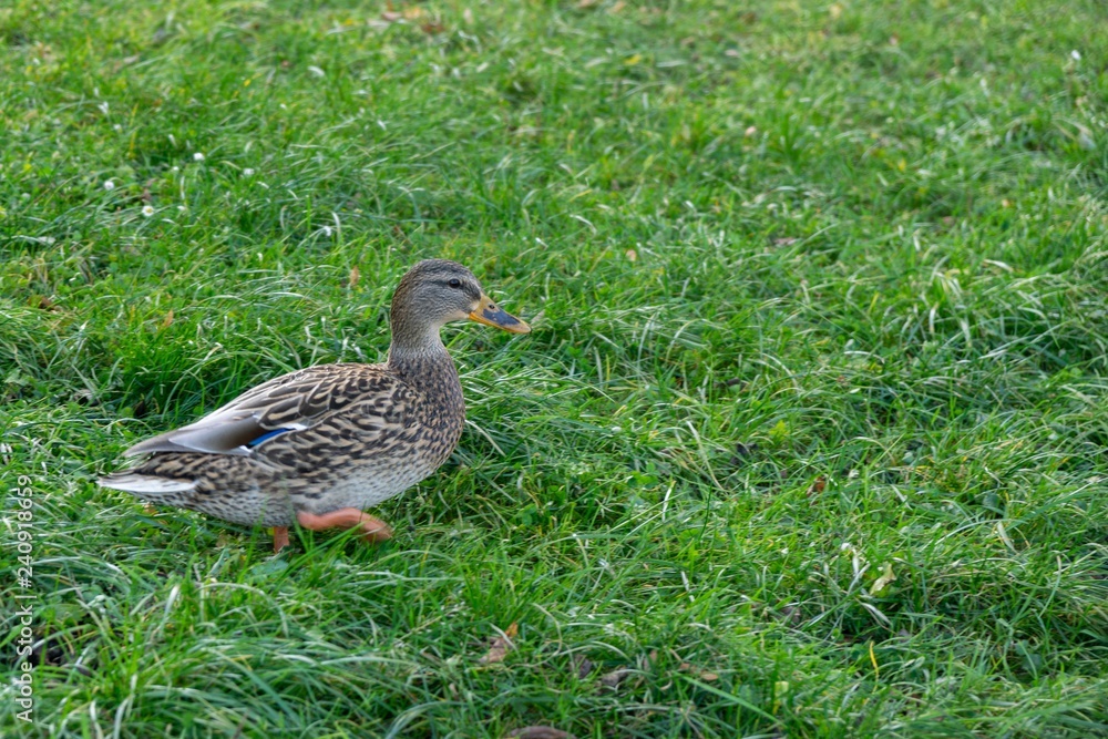 Ducks in the grass. Slovakia