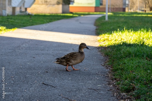 Ducks in the grass. Slovakia