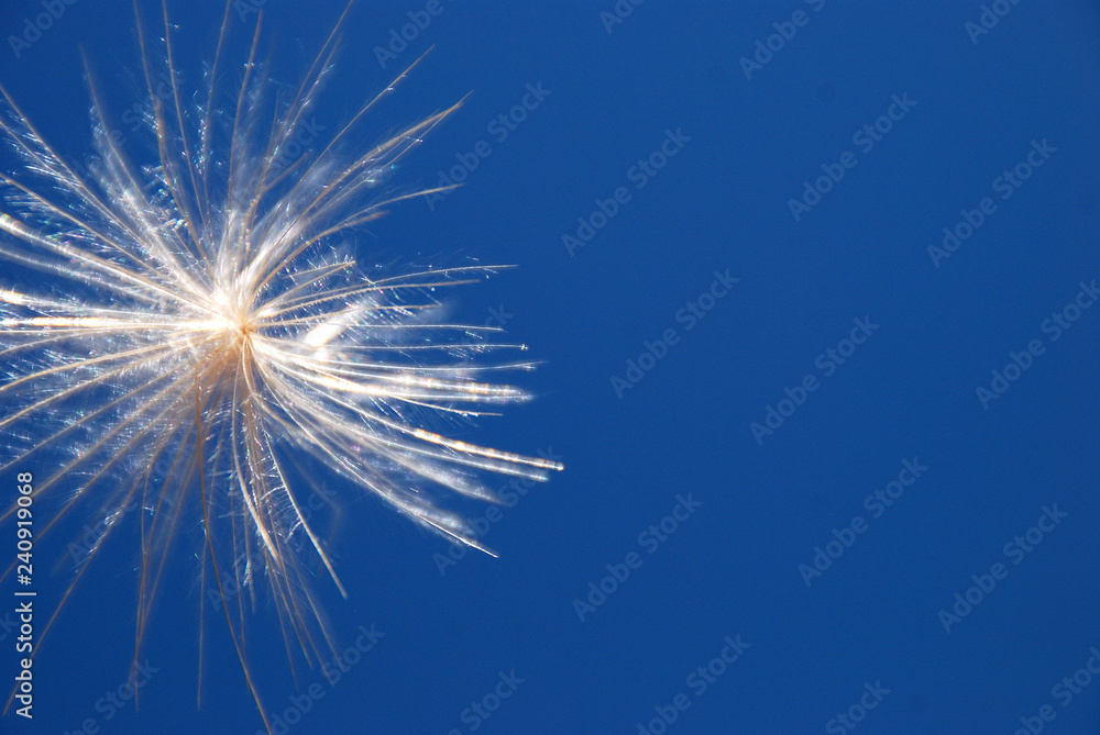 Fototapeta premium TARAXACUM O DIENTE DE LEÓN