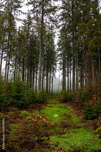 Winter rain walk in the Black Forest Germany
