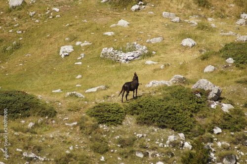 Fototapeta Naklejka Na Ścianę i Meble -  Theth