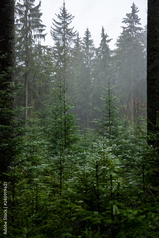 Obraz premium Winter rain walk in the Black Forest Germany