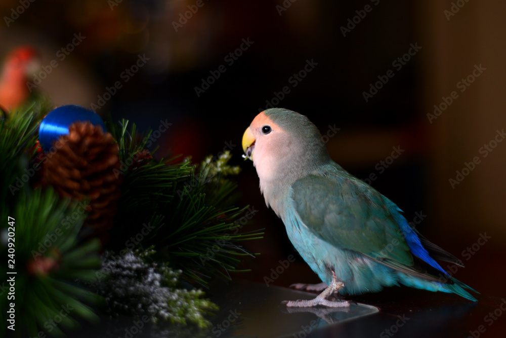 Lovebird parrot as New Year's decoration