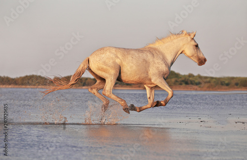 Fototapeta Naklejka Na Ścianę i Meble -  Running horses on water 