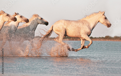 Fototapeta Naklejka Na Ścianę i Meble -  Running horses on water 