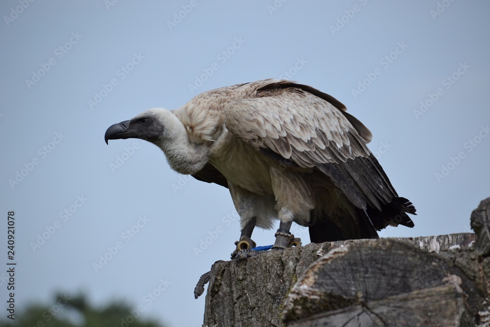 bird of prey bird of prey