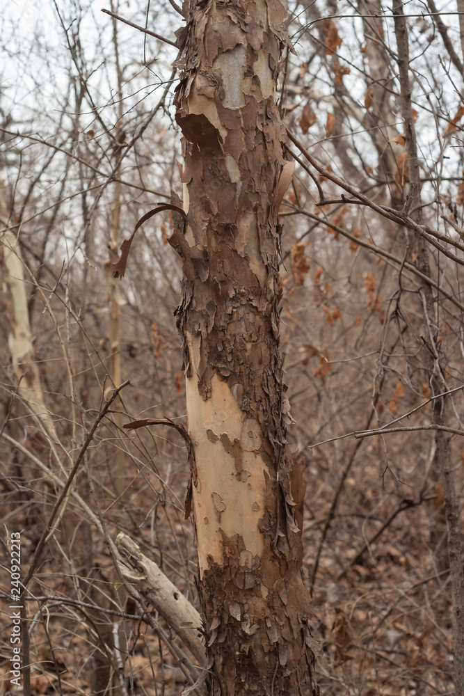 Peeling Bark on a birch tree