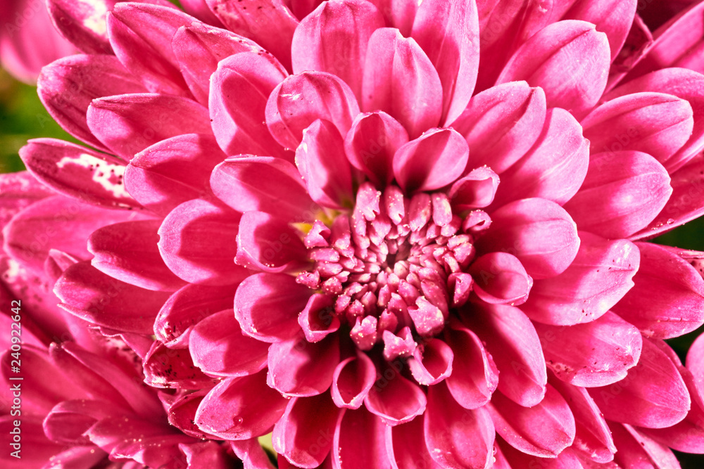 detail of pink chrysanthemum - autumn flower decorative.