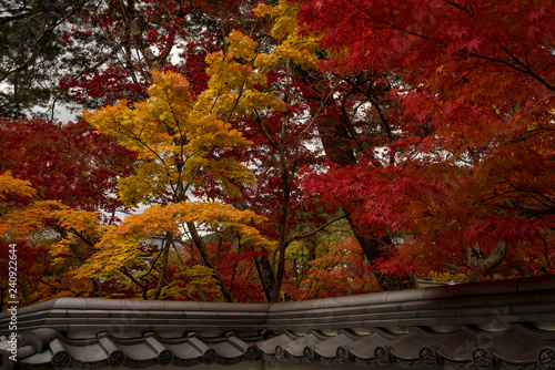 Un dessus de mur typique de l'architecture japonaise, couronné du feuillage flamboyant des érables en automne