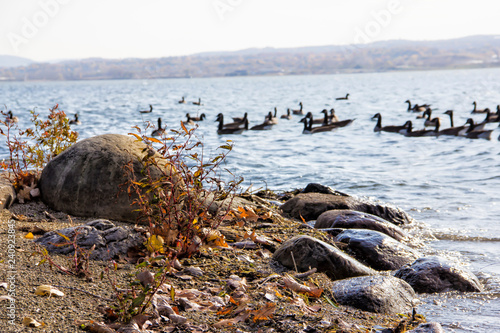 geese on a lake near the shore