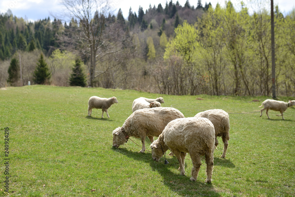 Fototapeta premium sheep in a meadow in the mountains