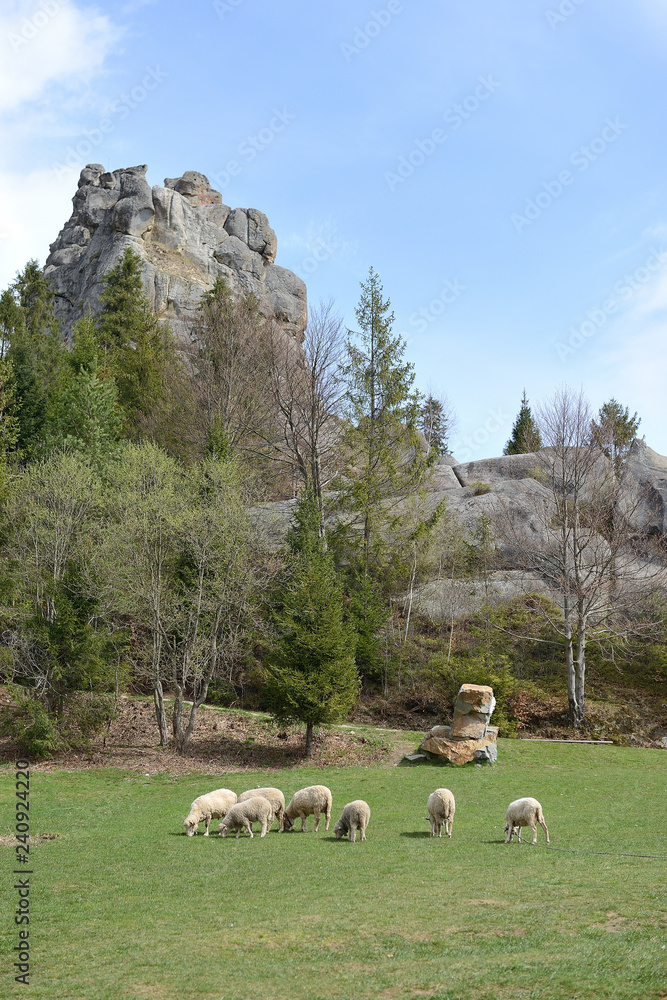 sheep in a meadow in the mountains