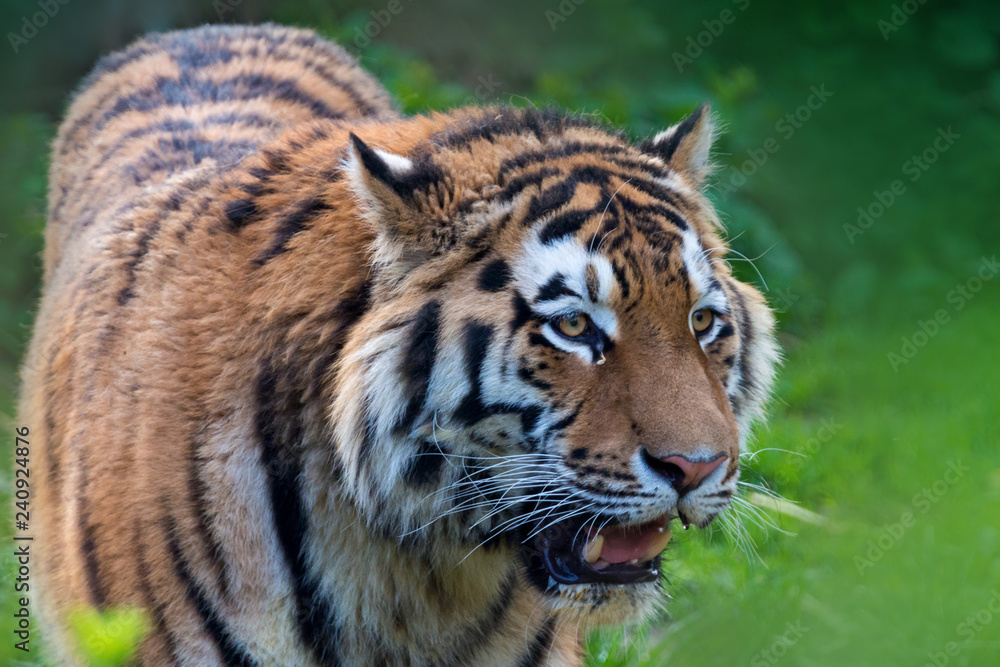 Fototapeta premium Tygrys syberyjski - Panthera tigris