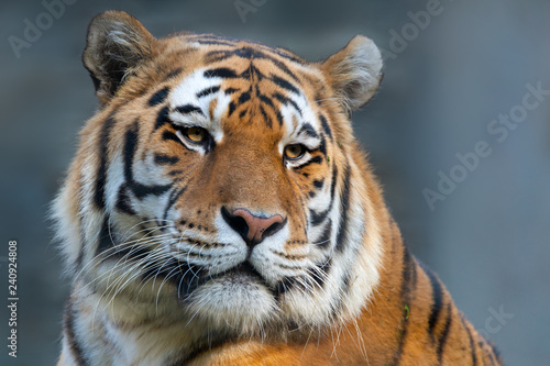 Fototapeta Naklejka Na Ścianę i Meble -  Siberian tiger - Panthera tigris