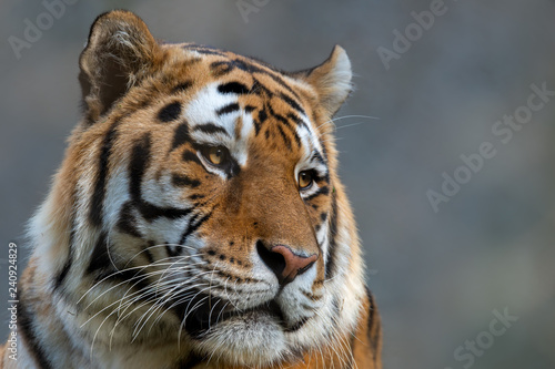 Fototapeta Naklejka Na Ścianę i Meble -  Siberian tiger - Panthera tigris