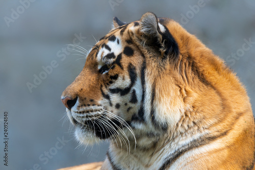 Fototapeta Naklejka Na Ścianę i Meble -  Siberian tiger - Panthera tigris