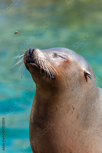 California sea lion - Zalophus californianus