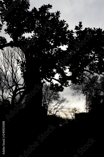 Silouette of a tree 