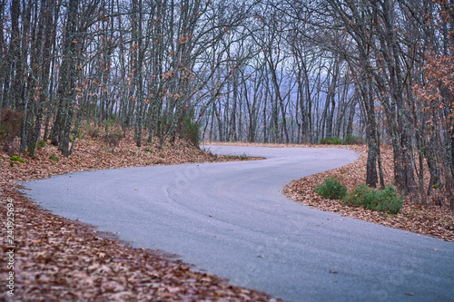 Road surrounded by trees in autumn