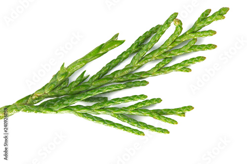Juniperus sabina branch isolated on white background, macro