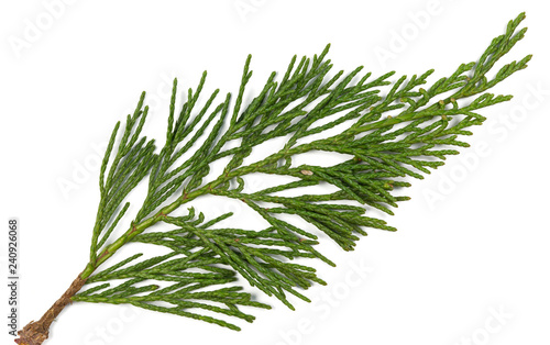 Juniperus sabina branch isolated on white background, macro photo