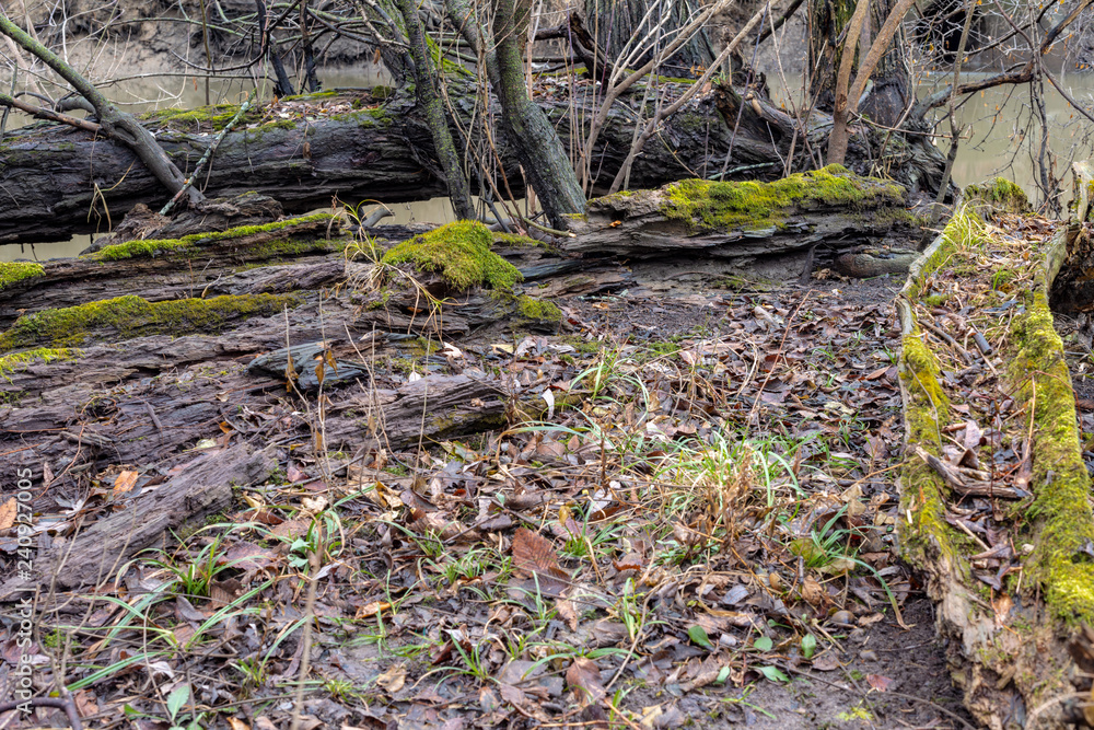 Forest moss growing on fallen rotten tree with autumn leaves. Forest moss growing on fallen rotten tree with autumn leaves.