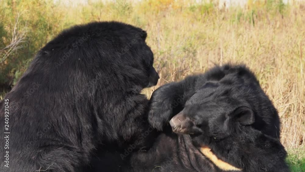 Two Asian Black Bear (ursus thibetanus) plays wrestling close-up Two Asian Black Bear (ursus thibetanus) plays wrestling close-up