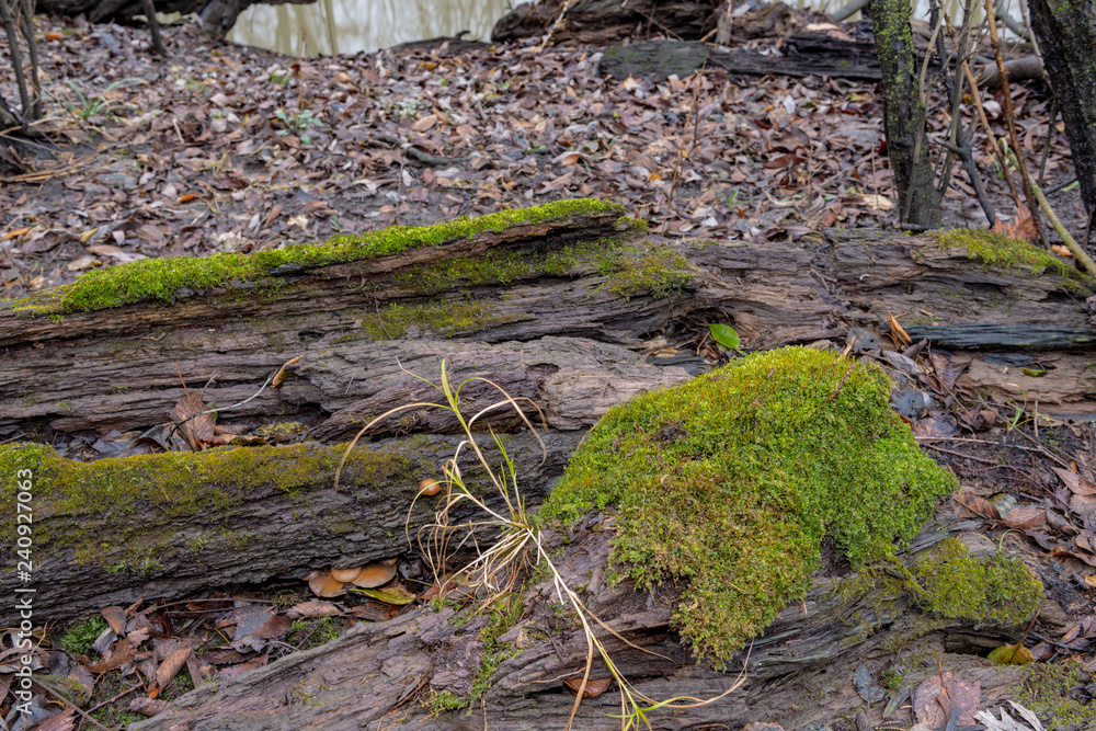 Forest moss growing on fallen rotten tree.