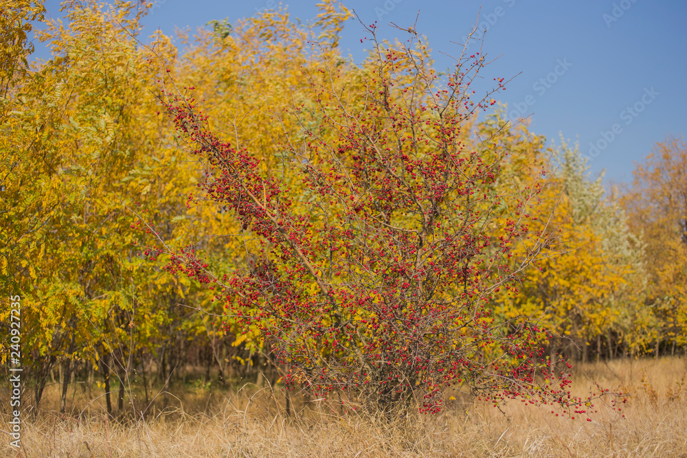 Crataegus, commonly called hawthorn, quickthorn, thornapple, May-tree, whitethorn, or hawberry. The berries are matured and become food for birds in winter. Autumn landscape. Crataegus, commonly called hawthorn, quickthorn, thornapple, May-tree, whitethorn, or hawberry. The berries are matured and become food for birds in winter. Autumn landscape.