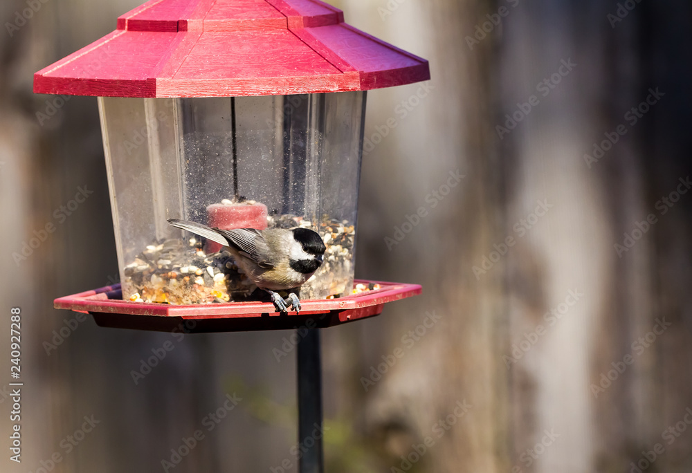 Naklejka premium Carolina Chickadee clutching Sunflower Seed