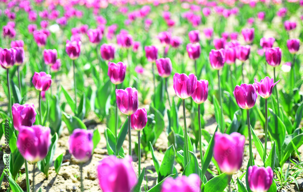 Fototapeta premium Tulip field. spring flower field. summer time. farming and gardening. 8 march or womens day. flower shop concept. mothers day holiday present. nature and ecology. beauty. holland tulips field.