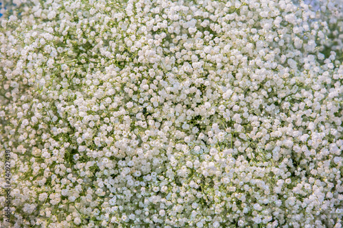 White small dried flowers, Gypsophila white blooming texture background