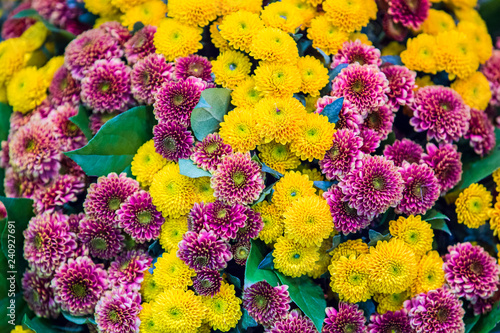 Large beautiful bouquet of chrysanthemums with yellow and pink flowers. The texture of the flowers © Olha