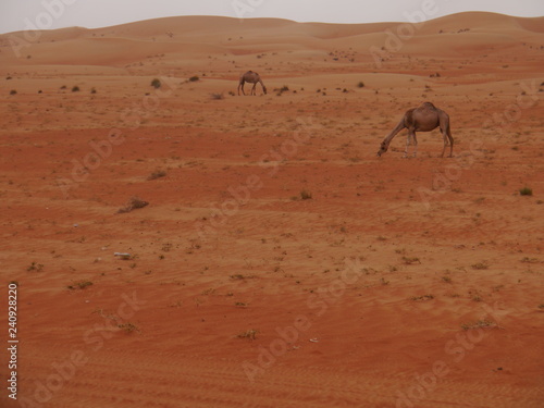 scenery with desert  a group of wild camels and big dunes  Middle East