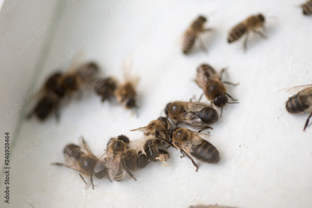 Dead drones. Dead honeybee insects. Selection drones for artificial insemination before sperm collection. Dead drones. Dead honeybee insects. Selection drones for artificial insemination before sperm collection.