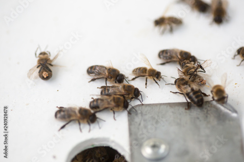 Dead drones. Dead honeybee insects. Selection drones for artificial insemination before sperm collection. © Maryna