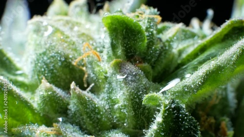 Leaves of hemp bush growing indoors