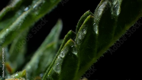 Leaves of hemp bush growing indoors