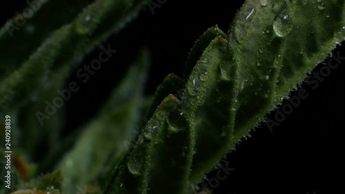 Leaves of hemp bush growing indoors