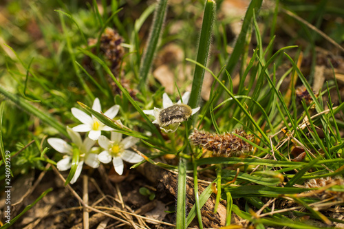 Blossom Ornithogalum. Spring white flower Star-of-Bethlehem. Oxythyrea funesta.