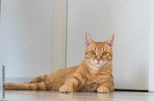 Fototapeta Naklejka Na Ścianę i Meble -  Cut Male Ginger Cat Laying on the Floor