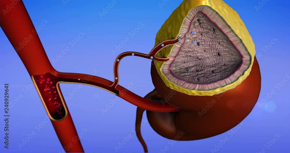 Vídeo do Stock Internal structure of adrenal gland, erythrocytes and