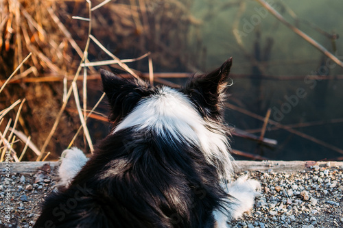 border collie looking at water