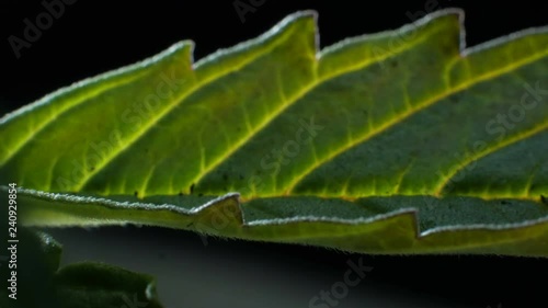 Leaves of hemp bush growing indoors
