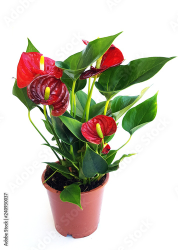 Red anthurium in pot on white background photo