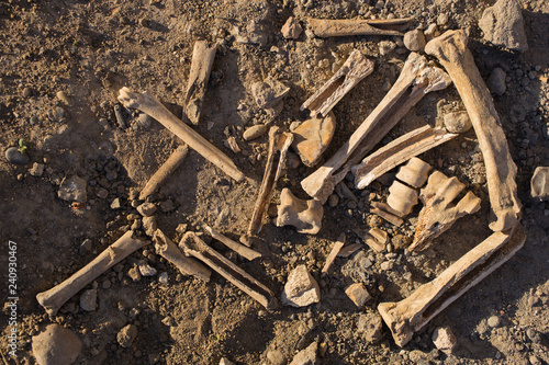 фотографія Bones of animals eaten by ancient people
