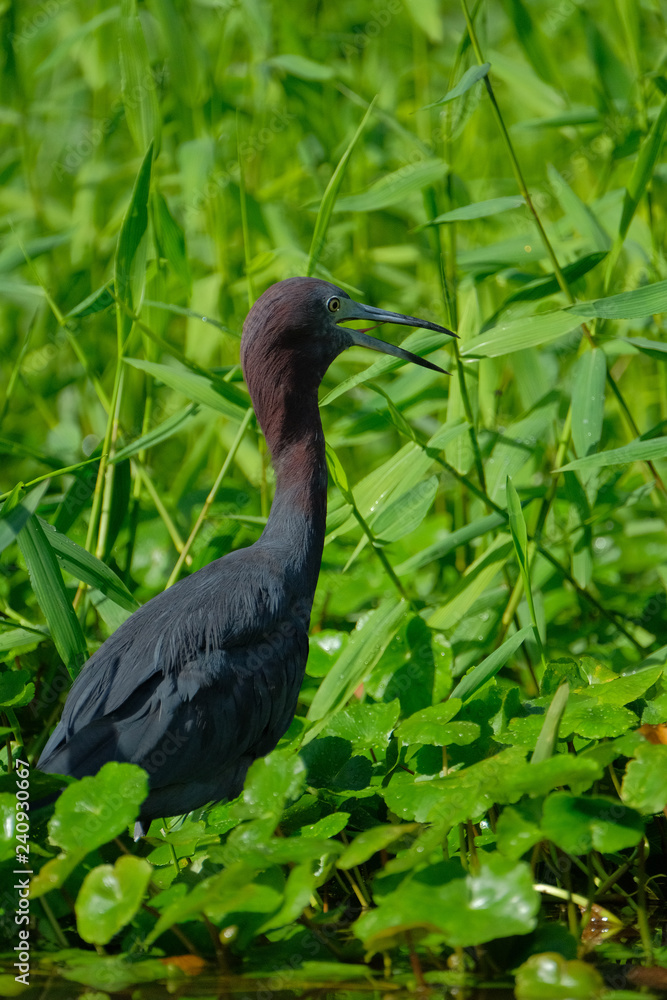 Naklejka premium blue little heron